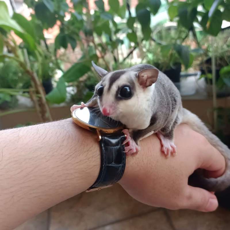 Sugar Glider WF Jantan Dewasa