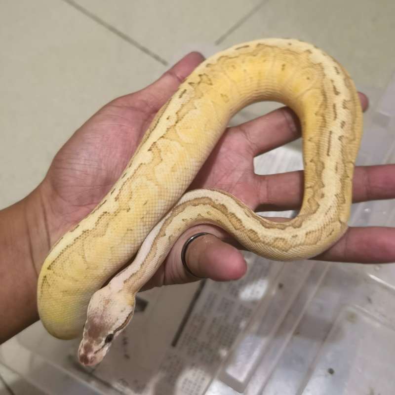 Butter super pastel pinstrip het pied