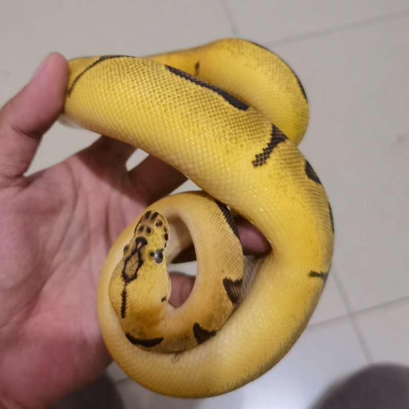 Pastel Enchi clown female