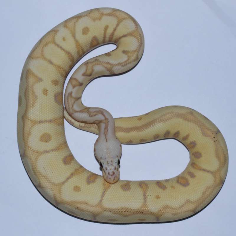 Banana Spotnose Pastel Clown