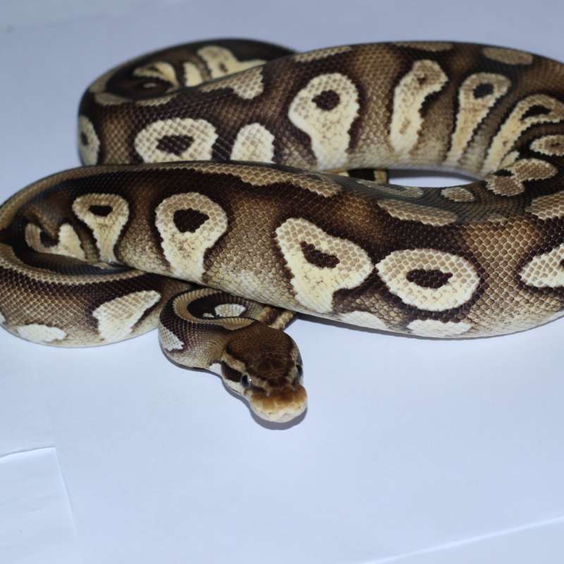 Pastel Mojave dbl het albino pied