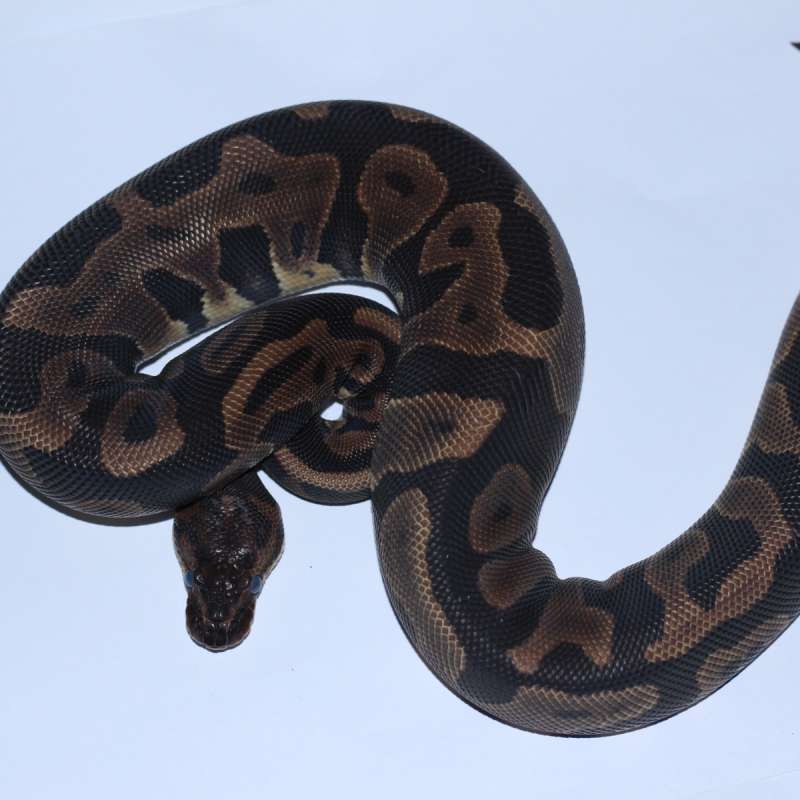 Leopard het Clown