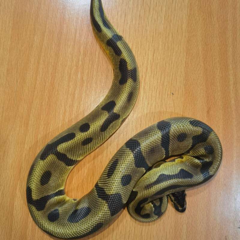 Leopard Enchi Het Pied