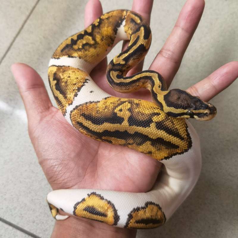 Pastel Pied het Albino