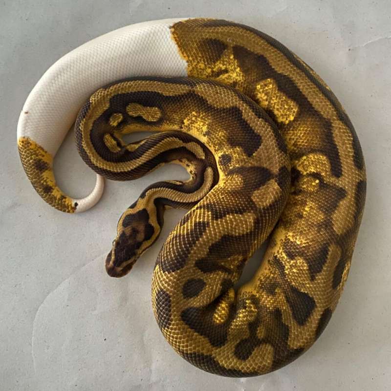 Ballphyton PASTEL ENCHI PIED PIEBALD F