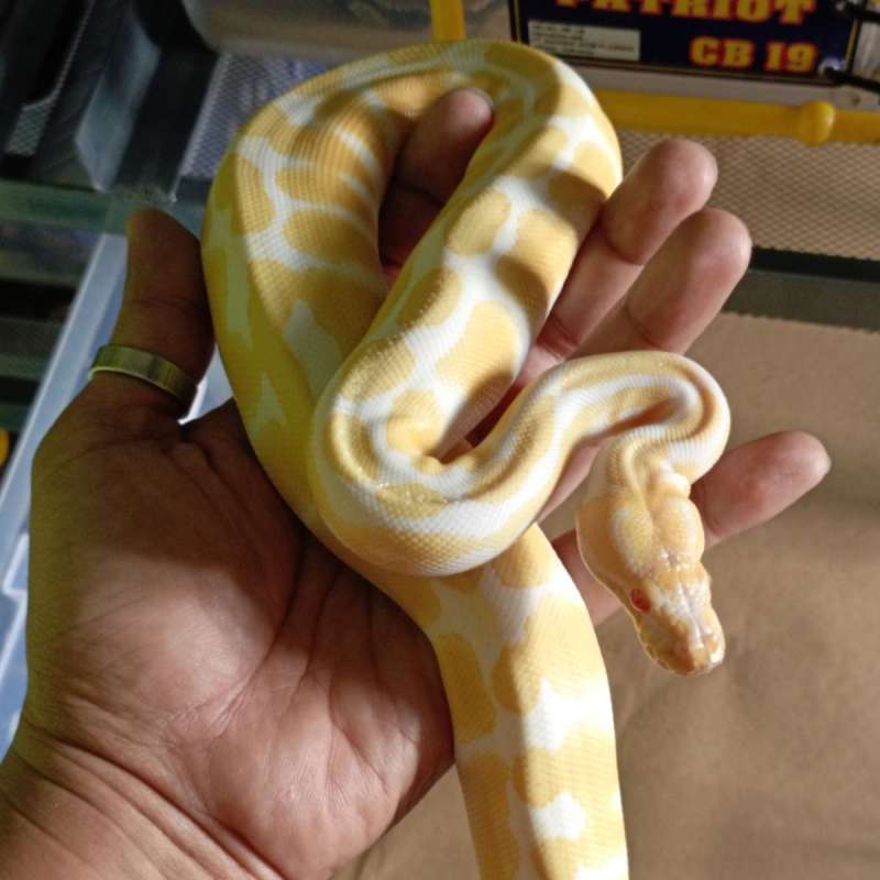 0.1 Albino Het Clown