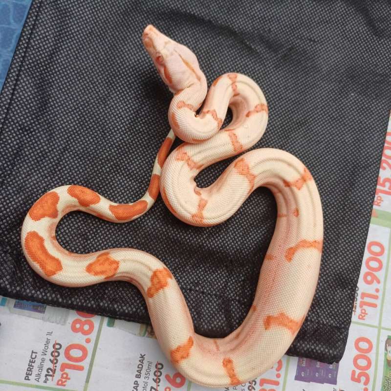 Sunglow Boa (minus) 1 mata sebelahnya rabun dari lahir (slide 3)