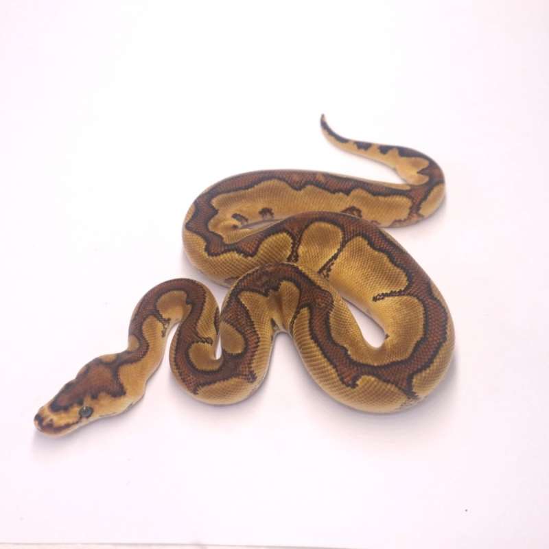 M enchi redstripe yellow belly clown