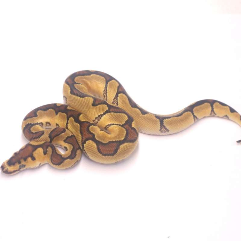 M enchi redstripe yellow belly clown