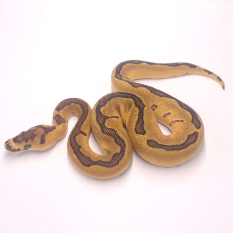 F enchi redstripe clown