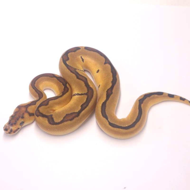 M Enchi redstripe clown