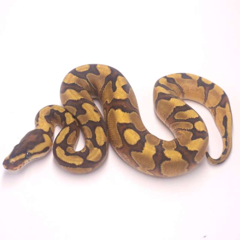 F enchi redstripe yellow belly het clown