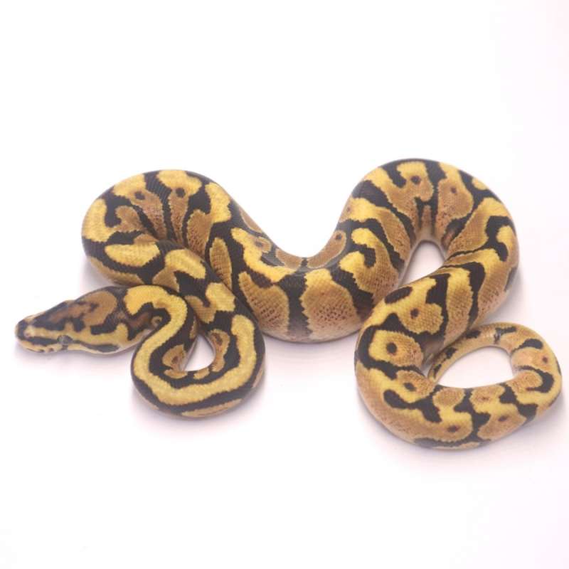 M spotnose yellow belly het clown