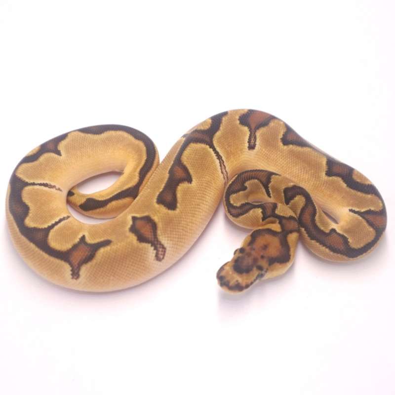 F orange dream enchi clown