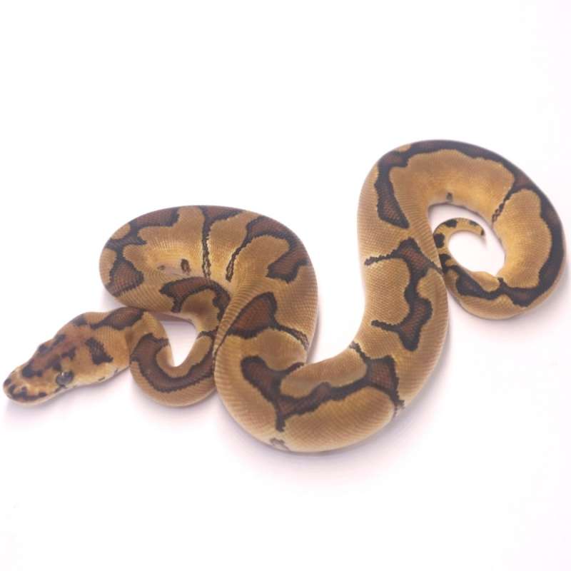 M enchi yellow belly clown