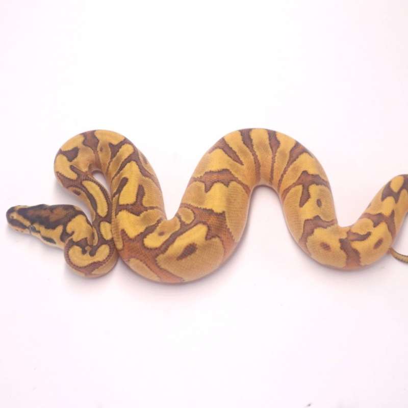 M enchi orange dream redstripe yellow belly het clown