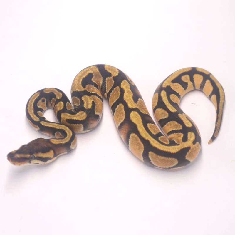 F orange dream enchi het clown