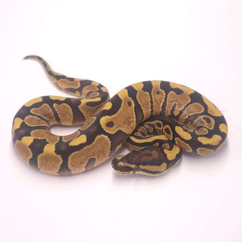 F enchi yellow belly het clown