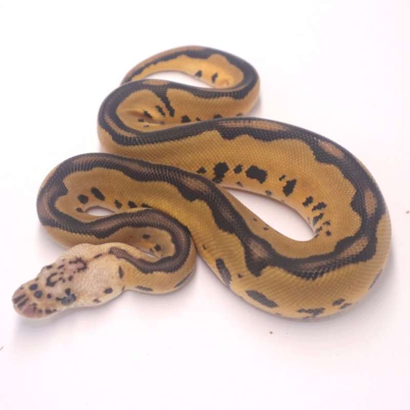 M pastel leopard clown het lavender