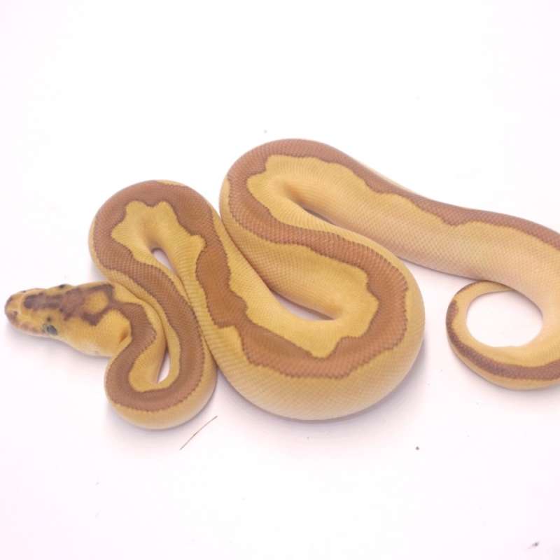 M lesser enchi redstripe clown