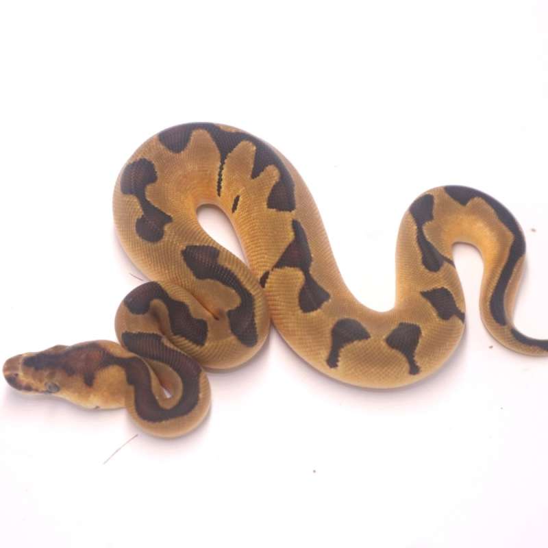 F enchi clown