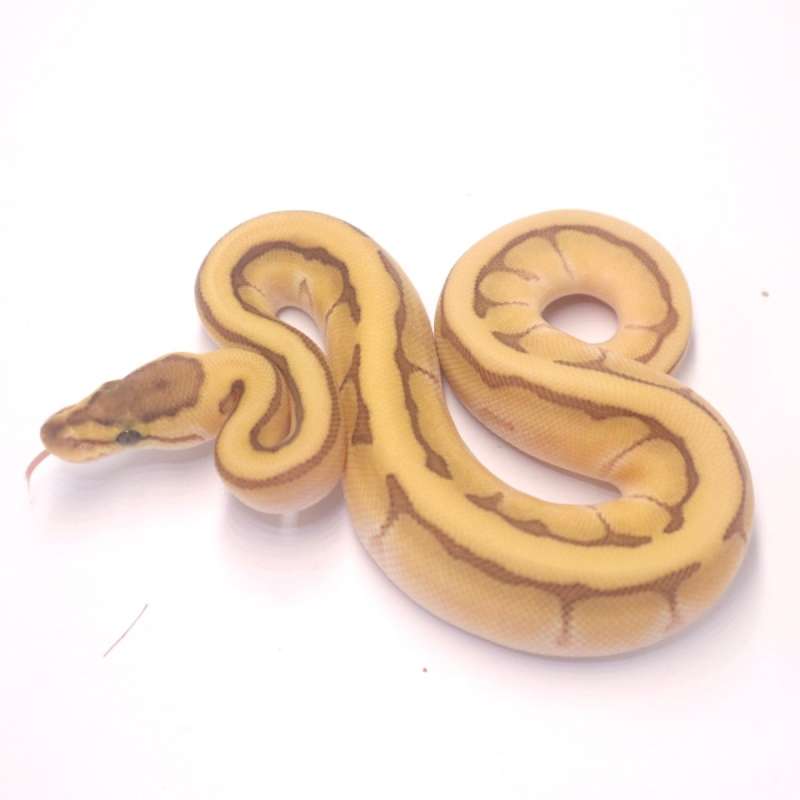 F lesser enchi pinstripe het clown