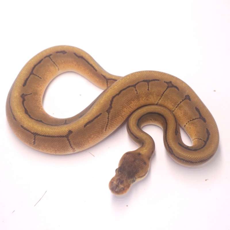 F enchi redstripe pinstripe het clown