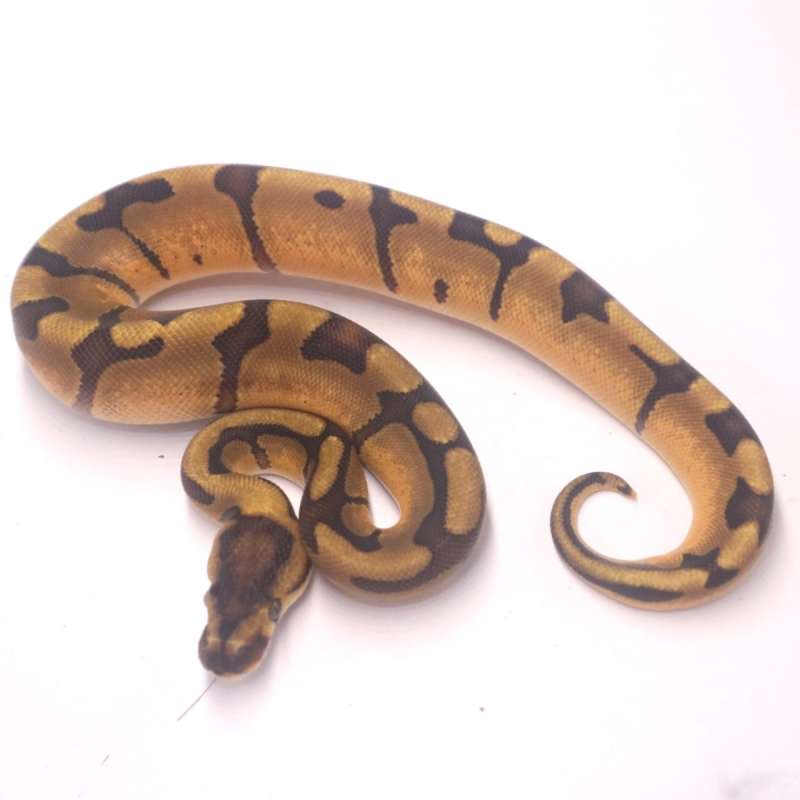 F enchi redstripe het clown