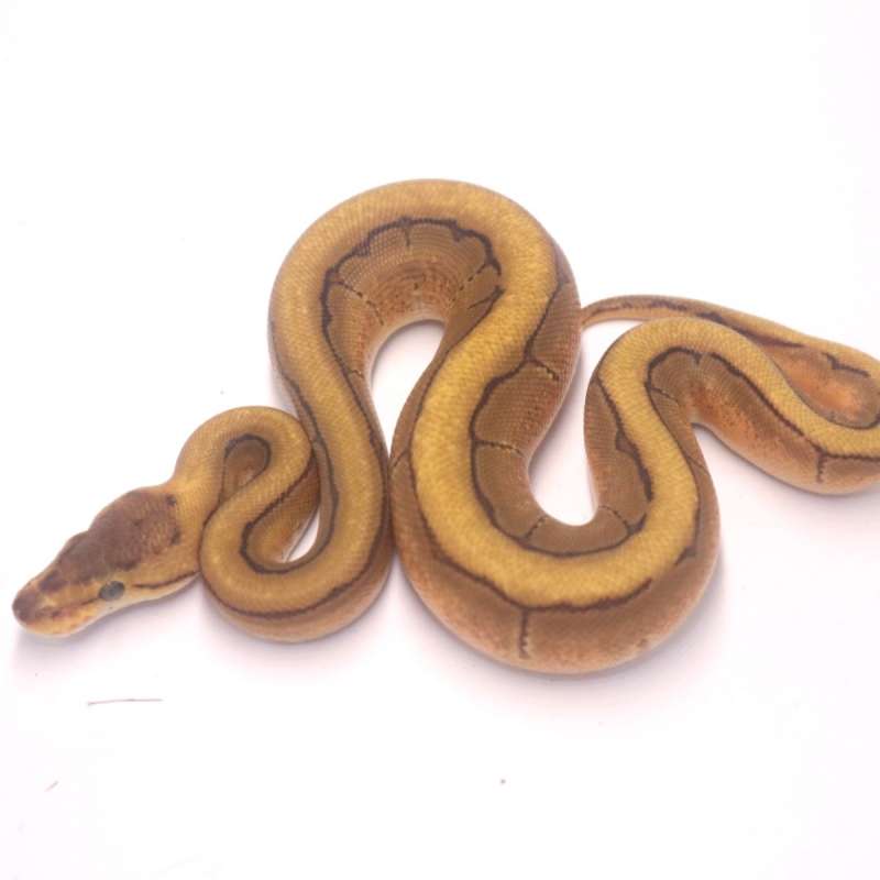 M enchi pinstripe het clown