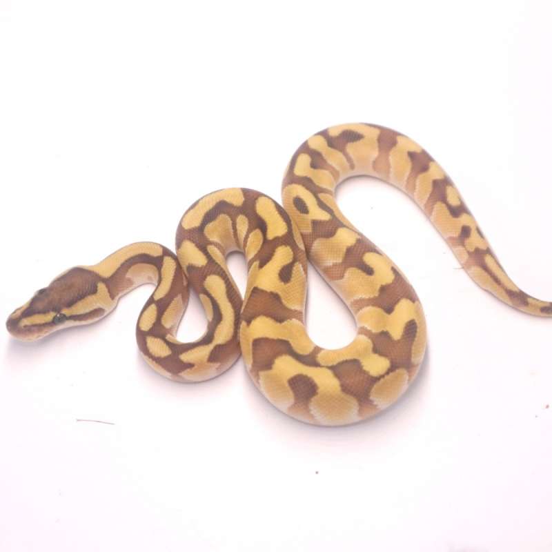 M enchi lesser het clown