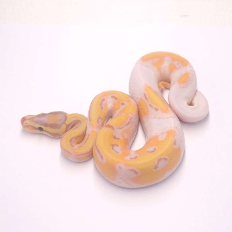 F banana orange dream enchi yellow belly pied