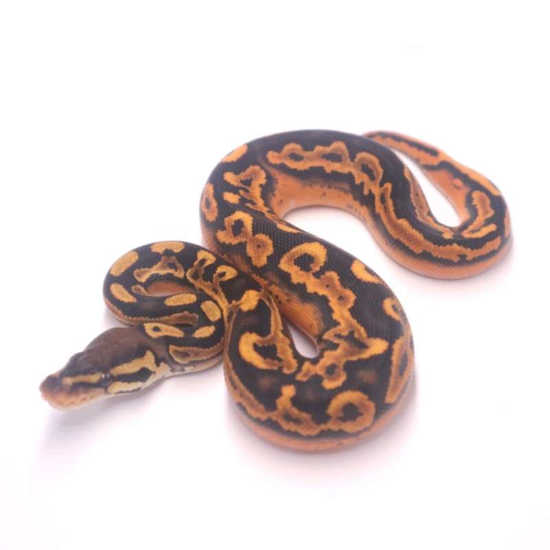 F orange dream black pastel yellow belly het pied