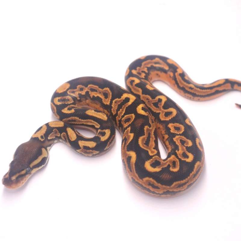 M orange dream black pastel yellow belly het pied