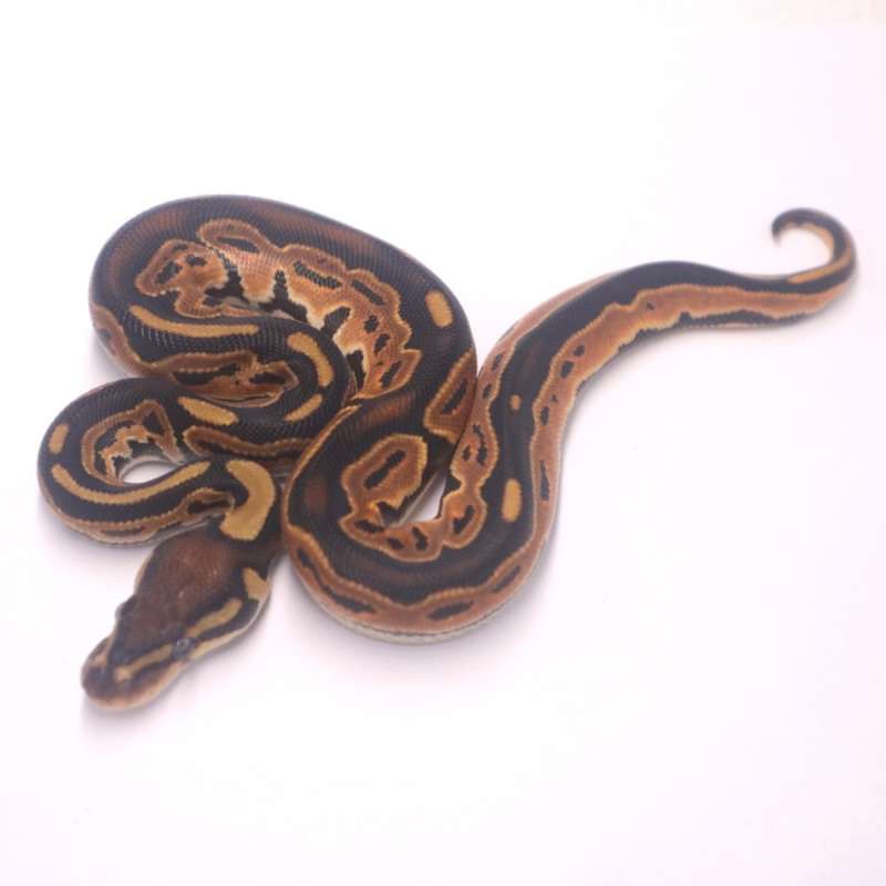 M orange dream black pastel het pied