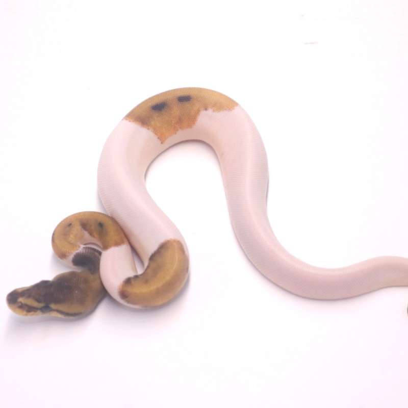 F leopard genetic stripe pied poss het axanthic