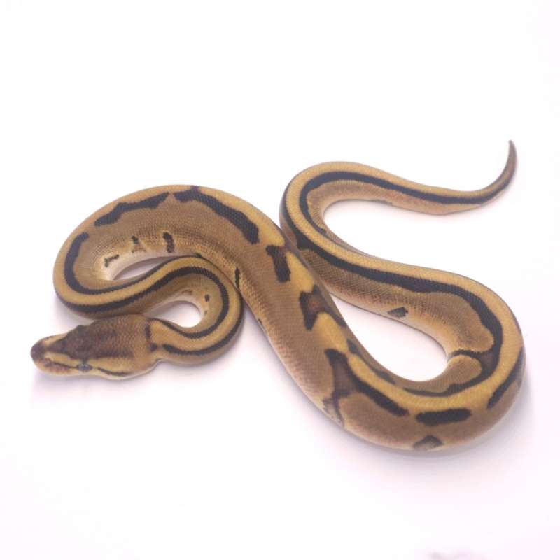 F genetic stripe poss het axanthic pied