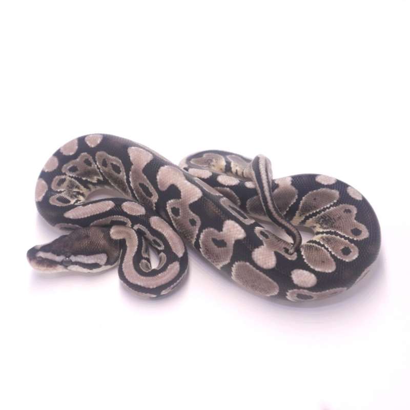 F axanthic poss het pied genetic stripe