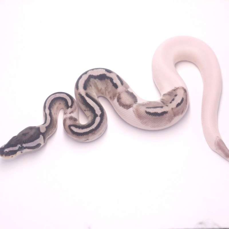 M axanthic pied