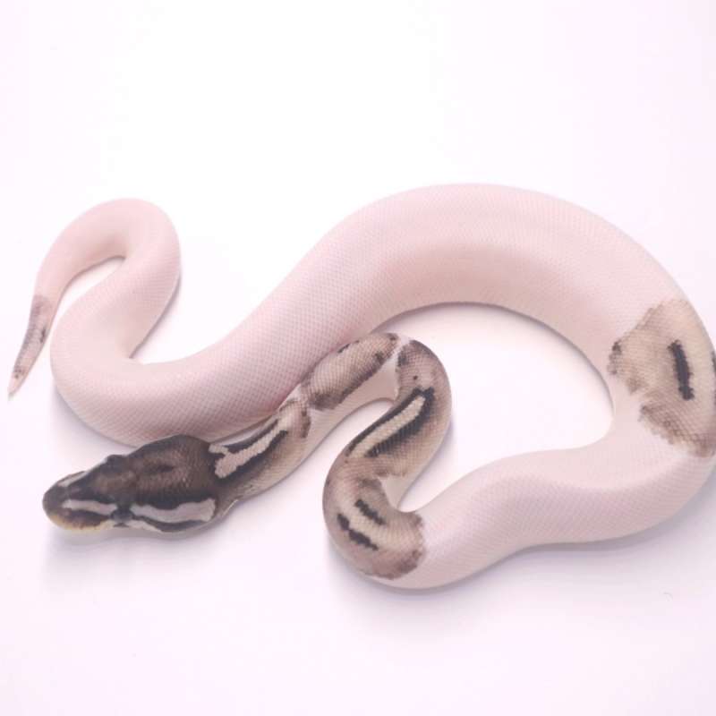 F axanthic pied