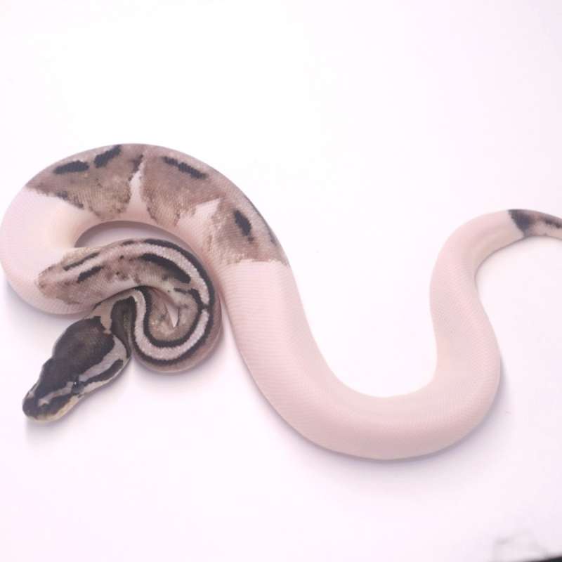 F axanthic pied