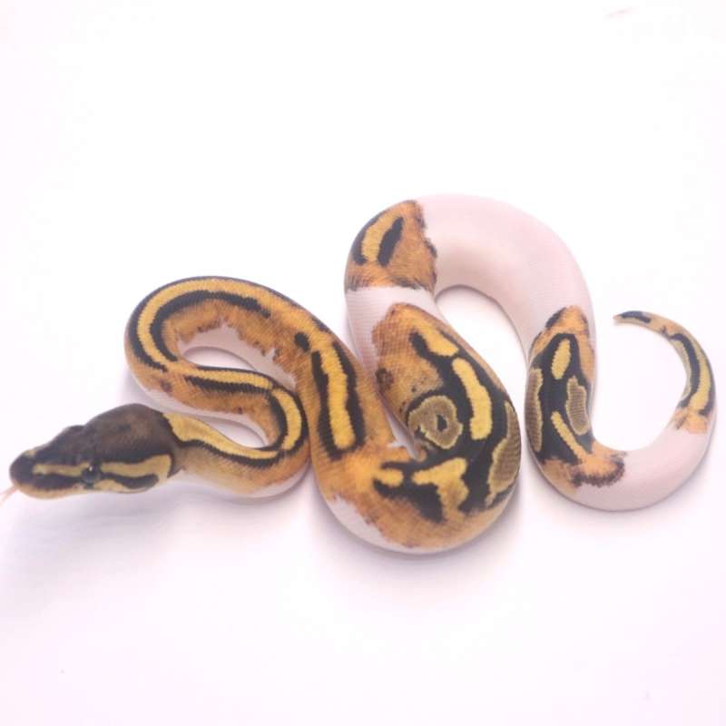 M pied het axanthic paradox