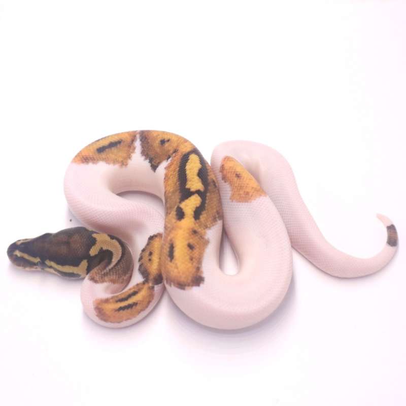 M leopard pied het axanthic