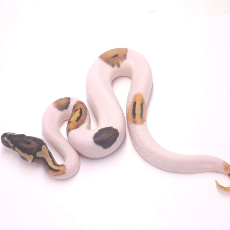 F leopard pied het axanthic