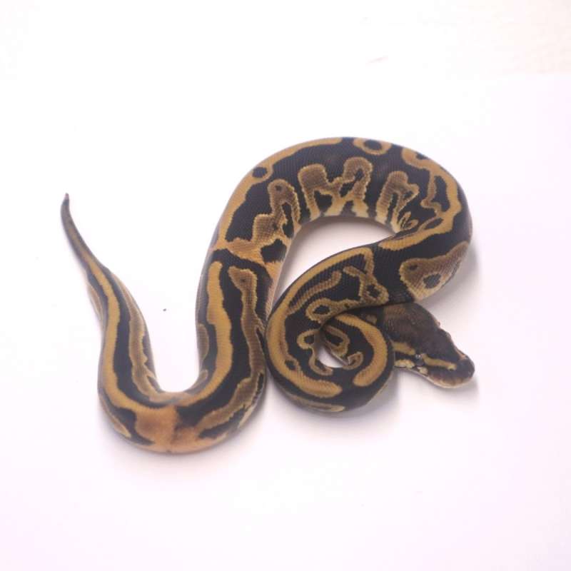 F leopard het axanthic pied