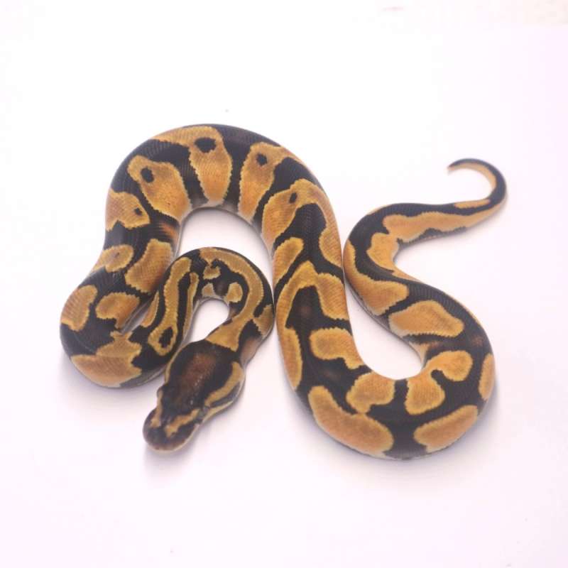 M super orange dream het pied