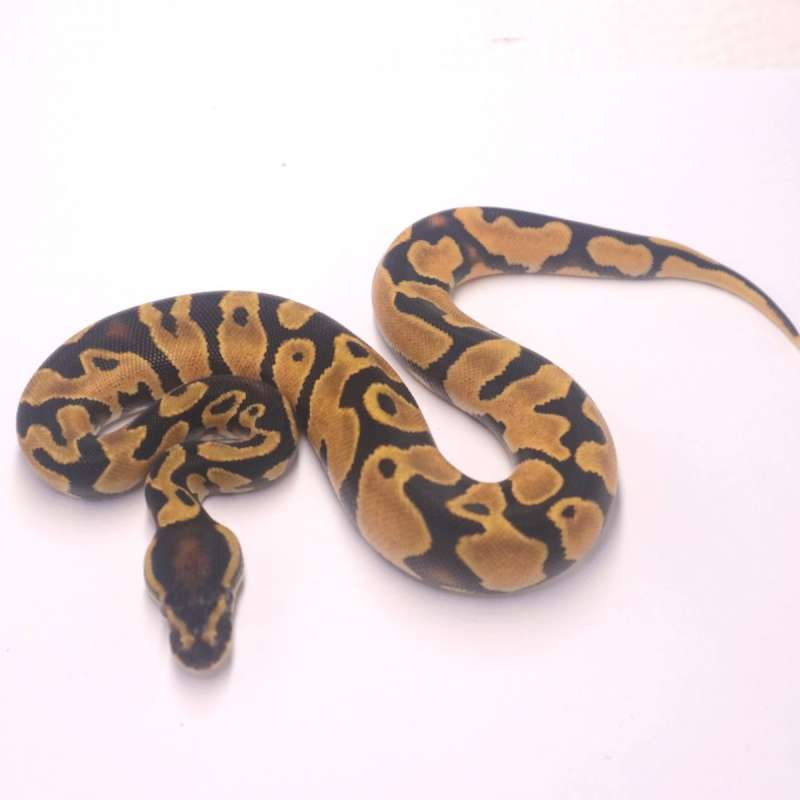 F orange dream yellow belly het pied