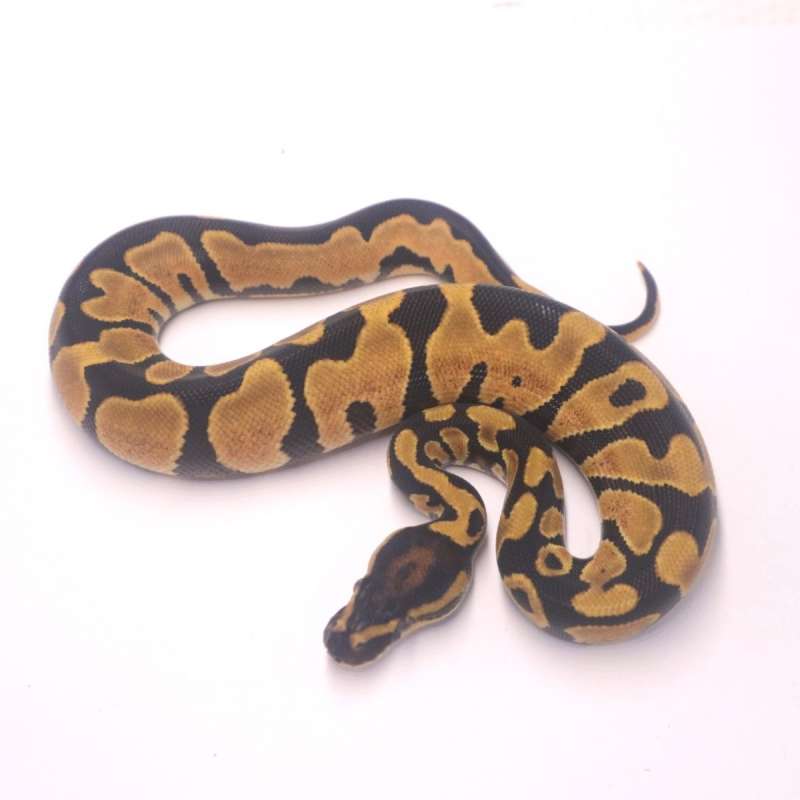 M orange dream yellow belly het pied