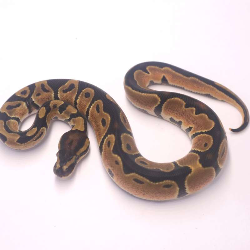 M orange dream het pied