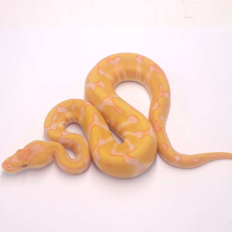 F enchi lavender het clown