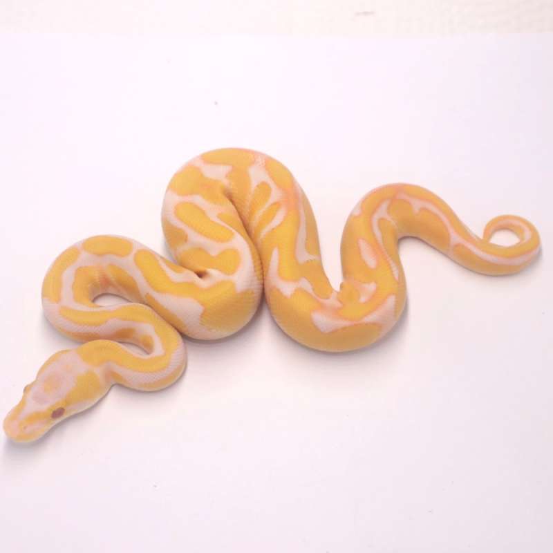 M pastel enchi blackhead lavender poss het clown